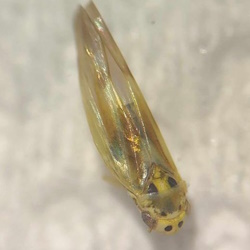 Arboridia velata